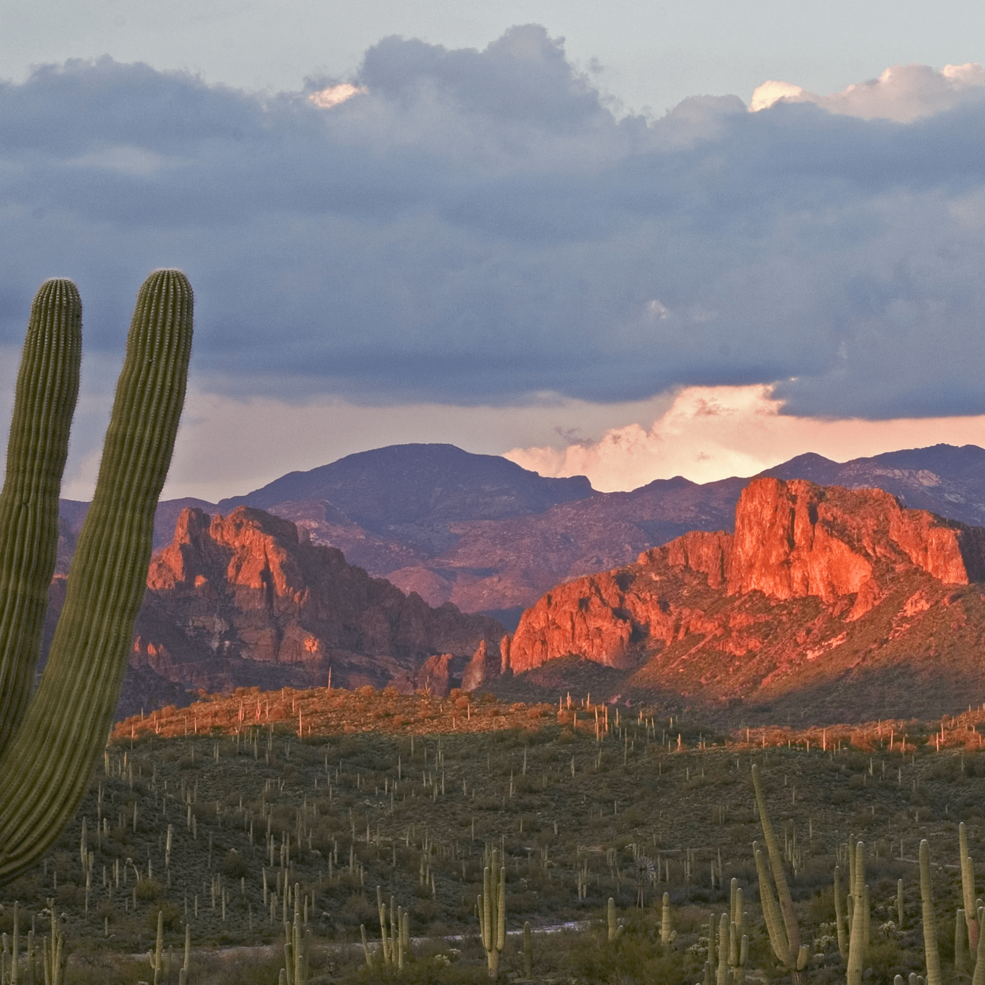 Phoenix ATV rentals tour - saguaro cactus