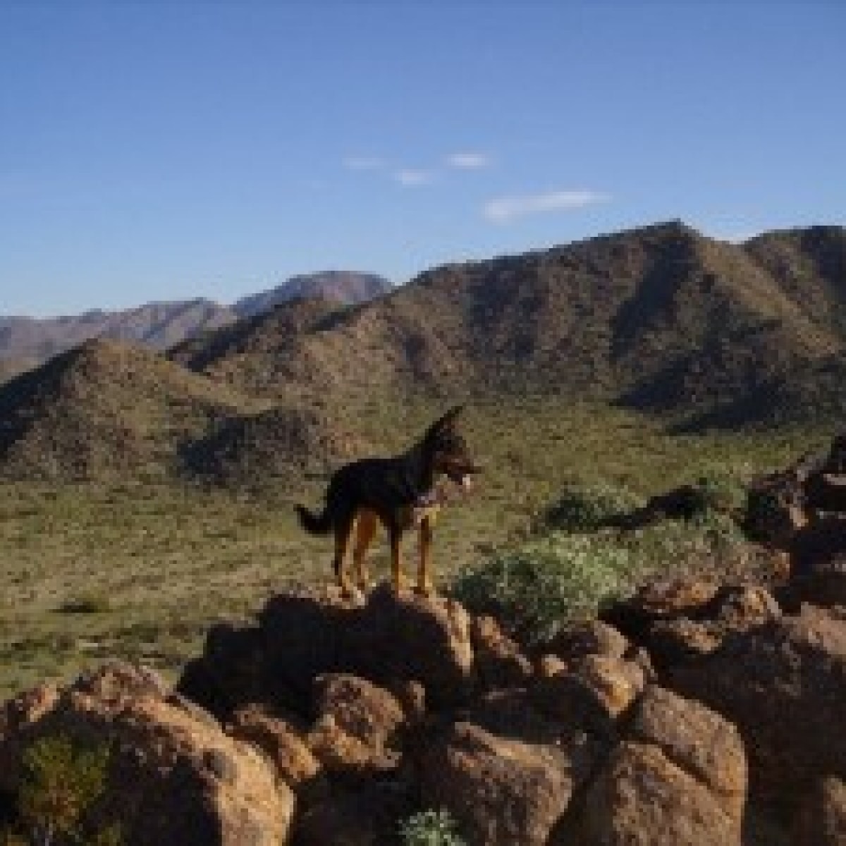 Wolf in the Sonoran Desert