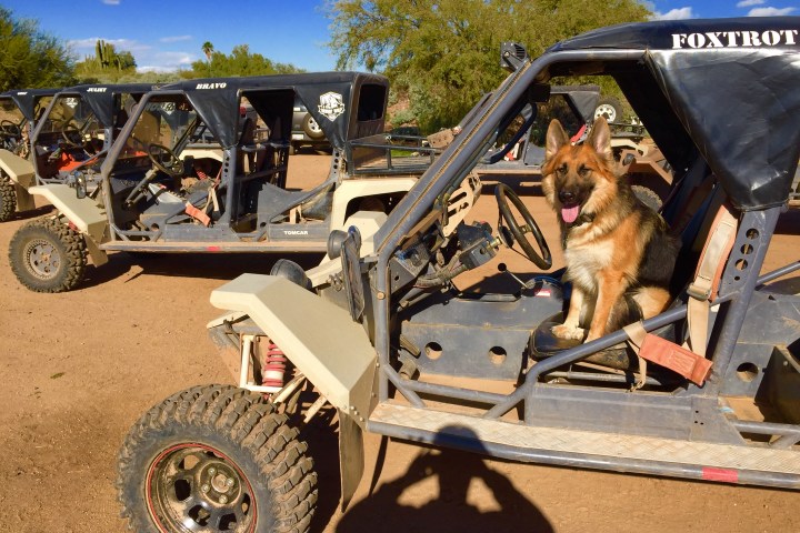 Oakley, Desert Wolf Tours mascot in Tomcar ATV