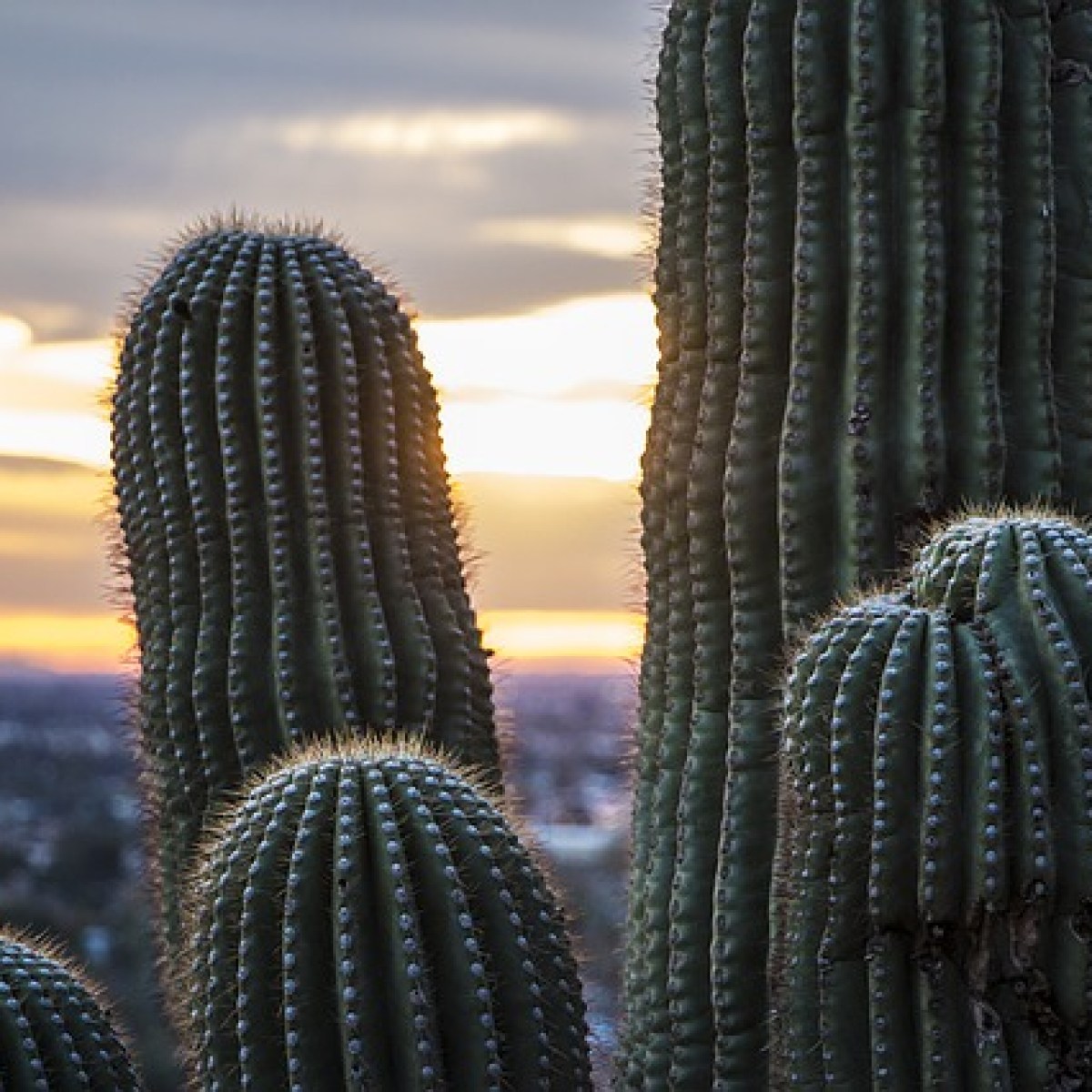 Things to do in Phoenix Travel Guide