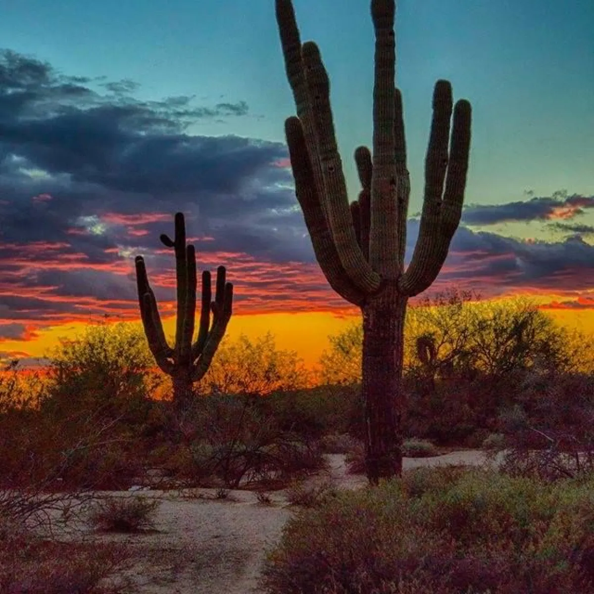 Desert Wolf Sunset Tour