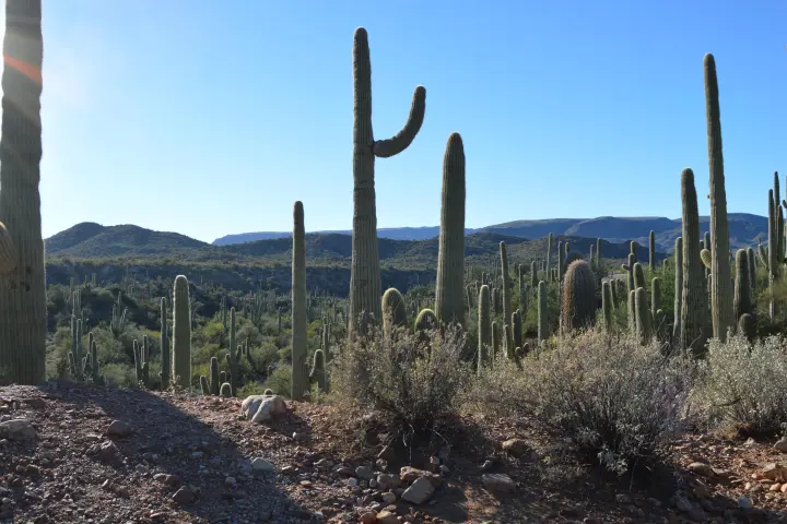 a cactus in a dirt field